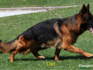 German Shepherd dogs Elite GS Puppies – Enzo vom Ezenthal (SG6 2023) - Advert 3