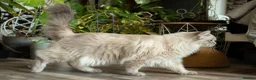 Ragdoll cats for sale: Beautiful Female Ragdoll – GCCF Active Registered in Helensburgh - Advert 5
