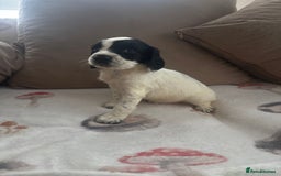 Cocker Spaniel dogs for sale: Adorable Show type cocker spaniel puppy’s  - Image 31