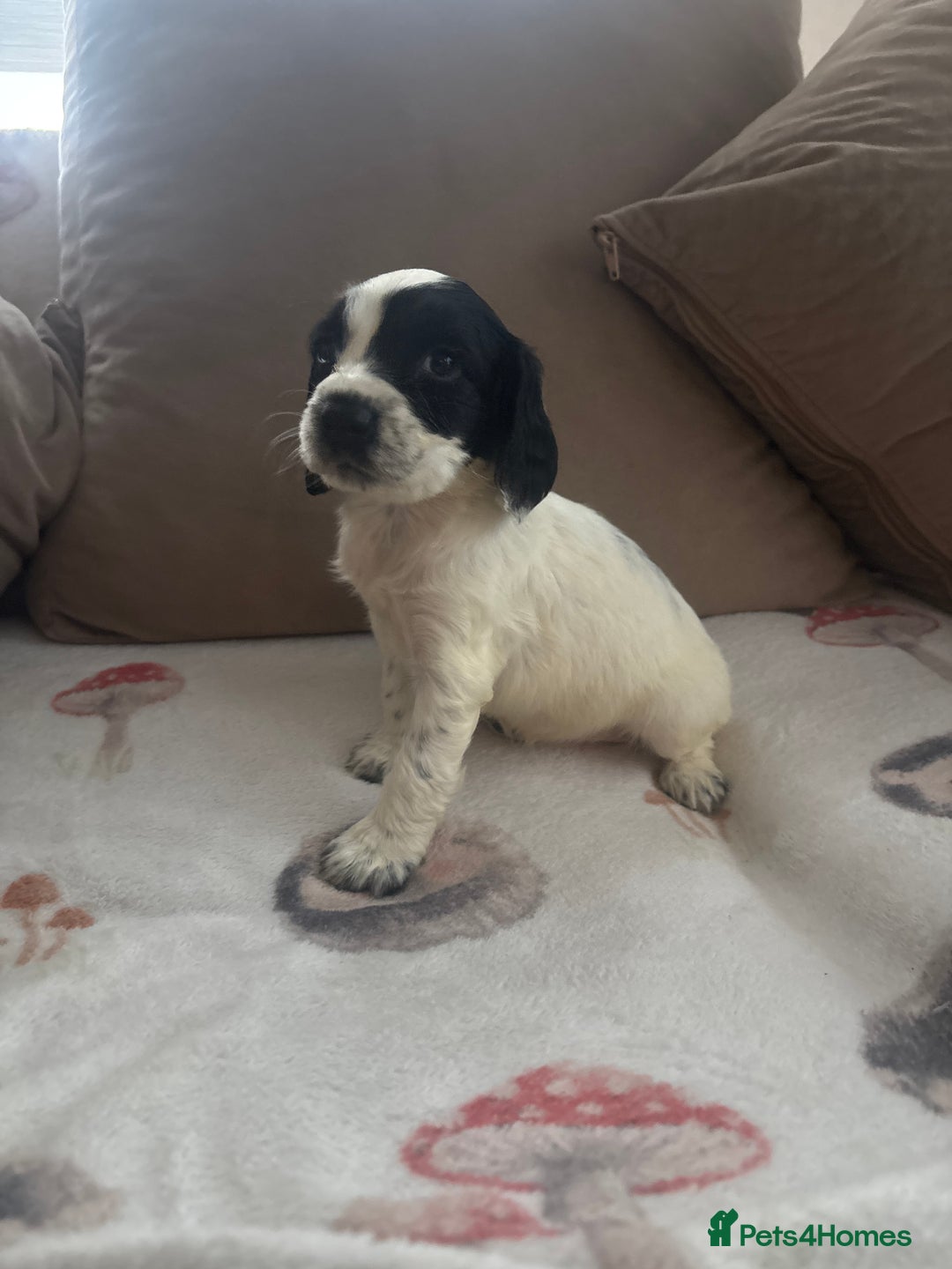 Cocker Spaniel dogs for sale: Adorable Show type cocker spaniel puppy’s  - Image 31