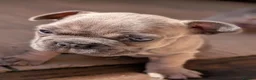 French Bulldog dogs for sale: French bulldog puppies  - Advert 11