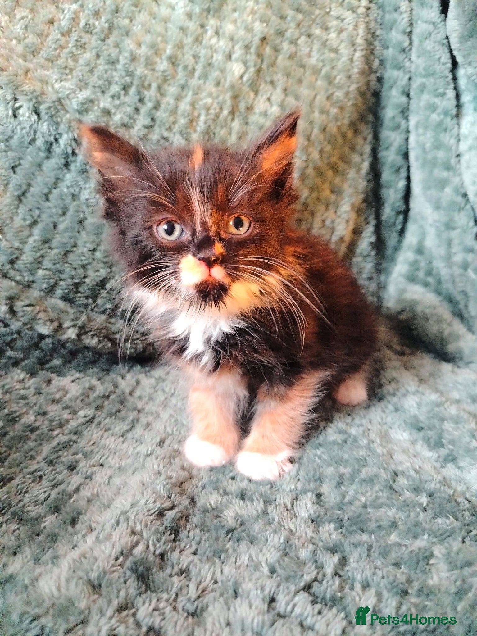 Mixed Breed cats for sale: Female tabby kittens - Advert 5