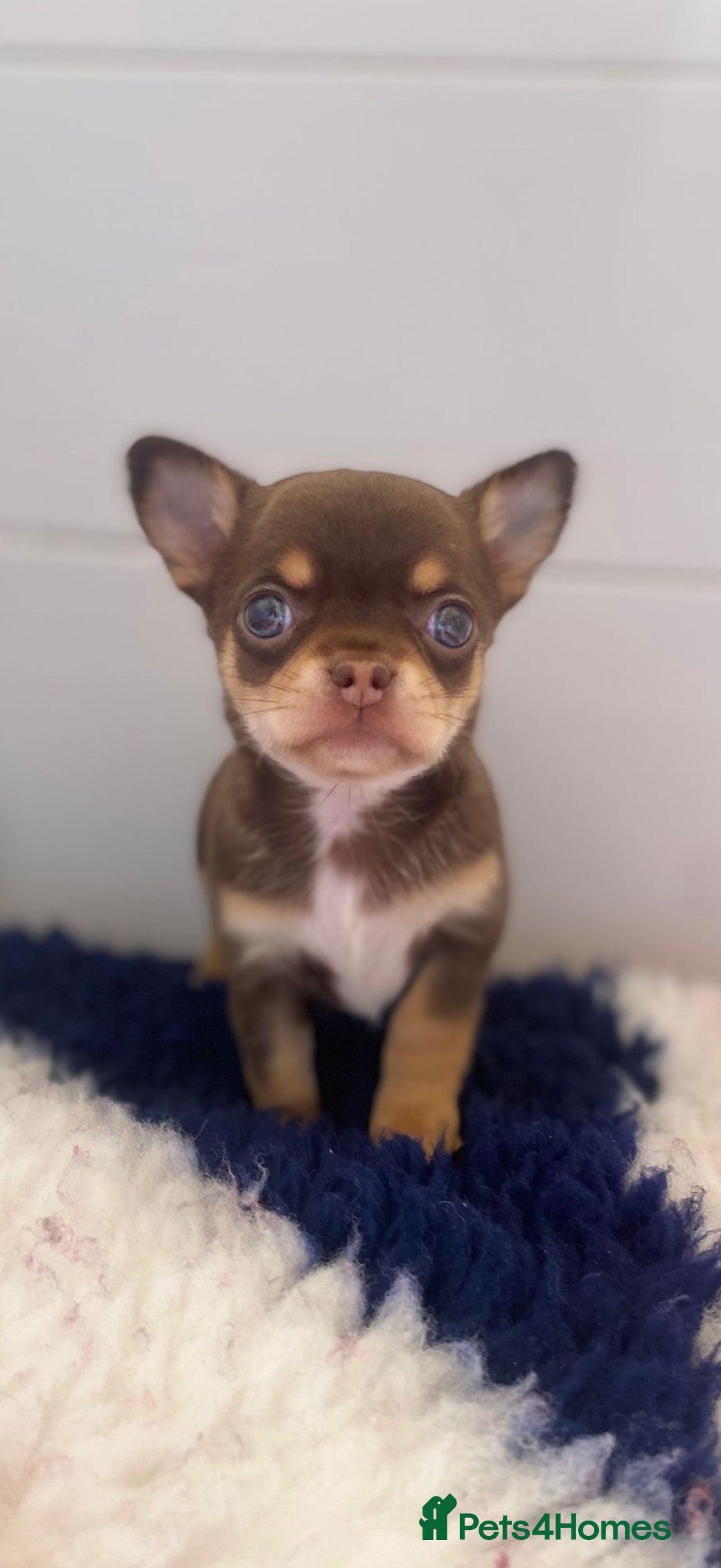 Chihuahua dogs for sale: XS Chocolate and Tan wrapped in Cream Boy  - Image 10