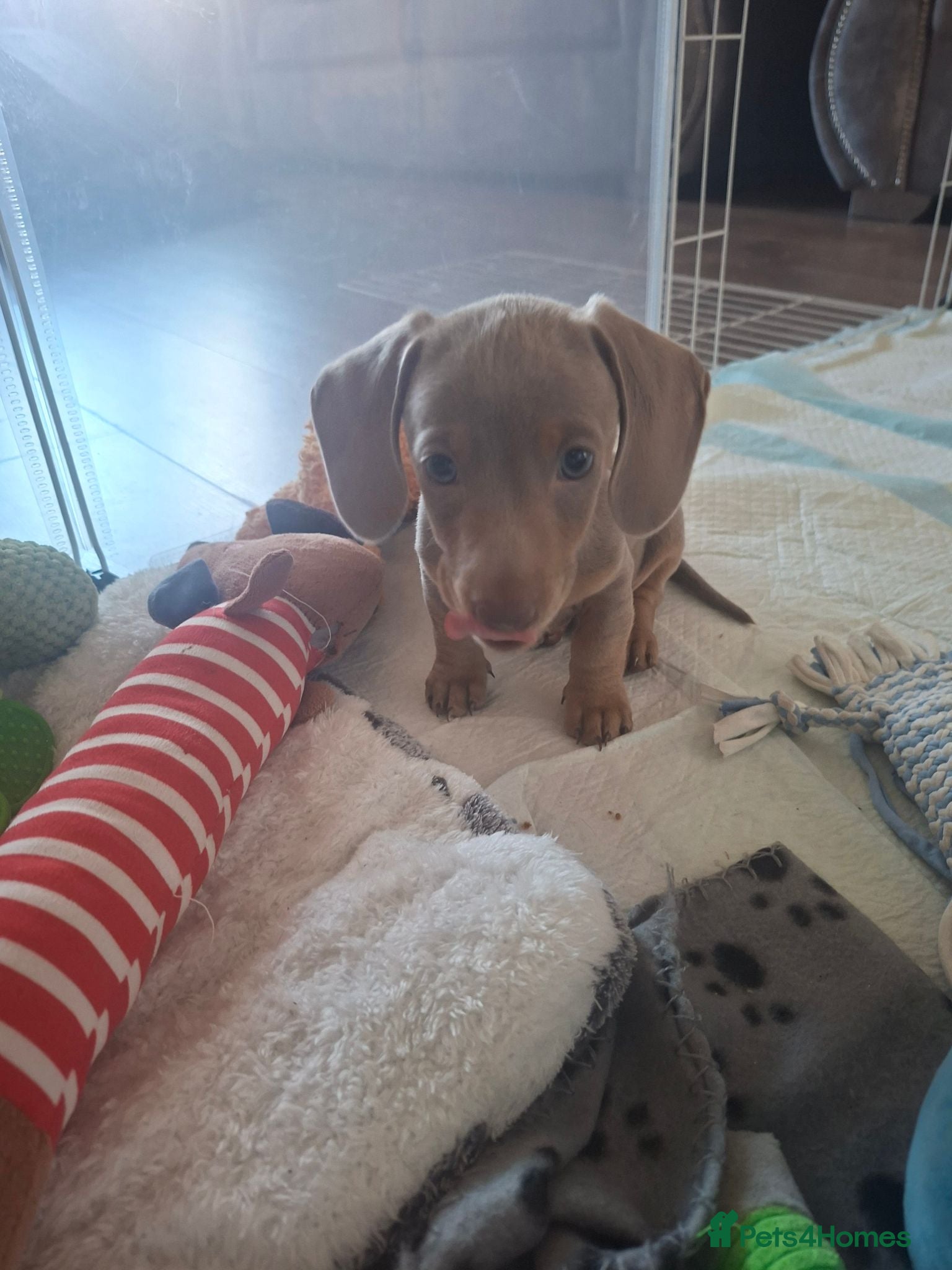 Miniature Dachshund dogs Stunning isabella and tan boy ready now - Advert 9