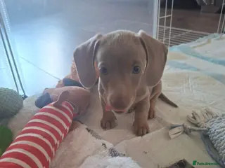 Miniature Dachshund dogs Stunning isabella and tan boy ready now - Advert 11