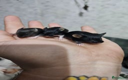 Mouse rodents for sale: Fancy mice females - Image 5