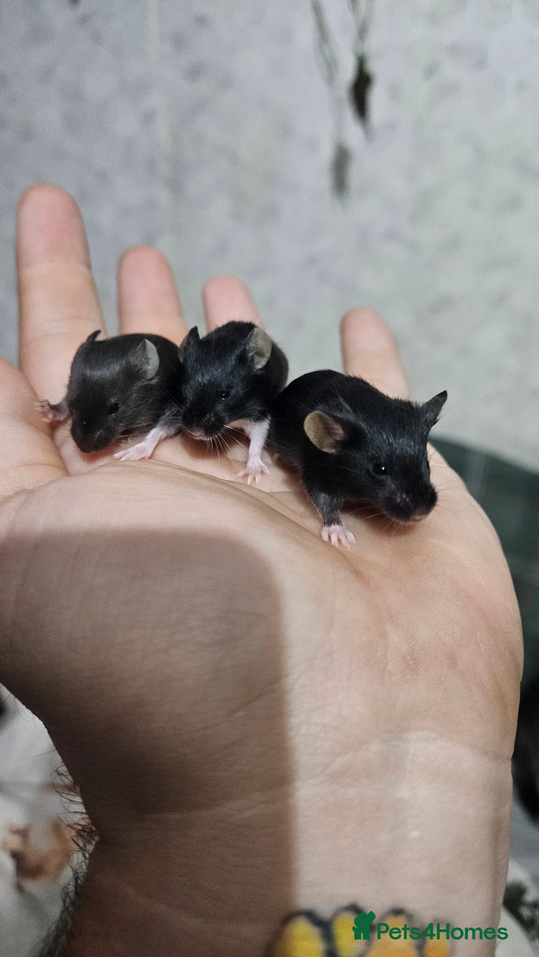 Mouse rodents for sale: Fancy mice females - Image 5