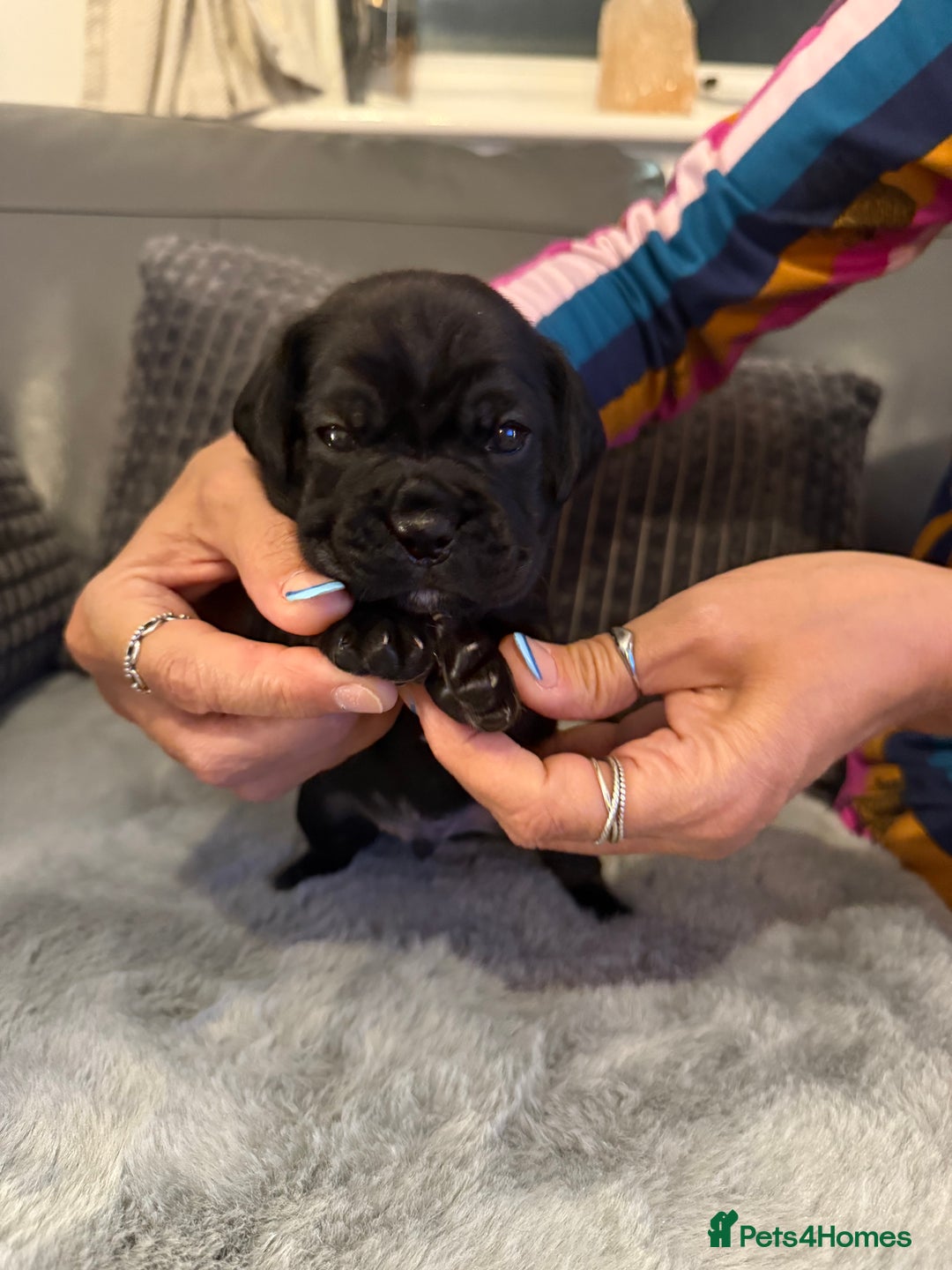 Mixed Breed dogs for sale: LAST REMAINING BLACK cockerbull puppies  - Advert 4