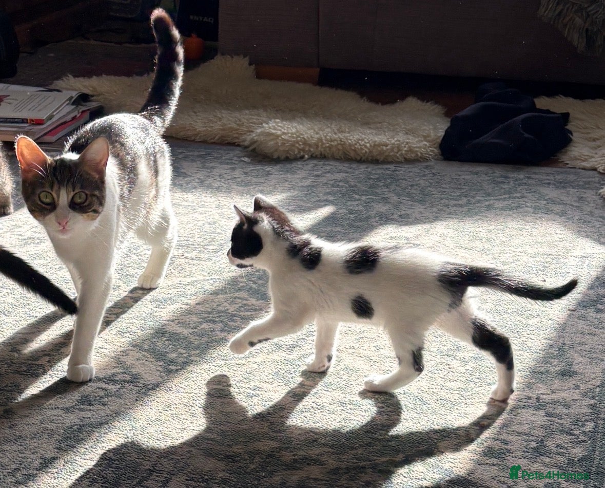 Mixed Breed cats Male Kitten available - Advert 5