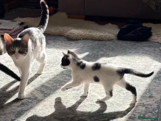 Mixed Breed cats Male Kitten available - Advert 10