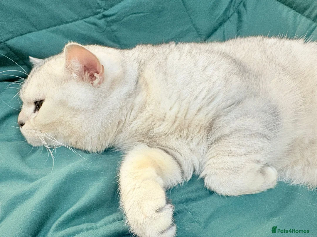 British Shorthair cats for stud: 🌟 British Shorthair Chinchilla GCCF Champion 🌟 - Advert 9