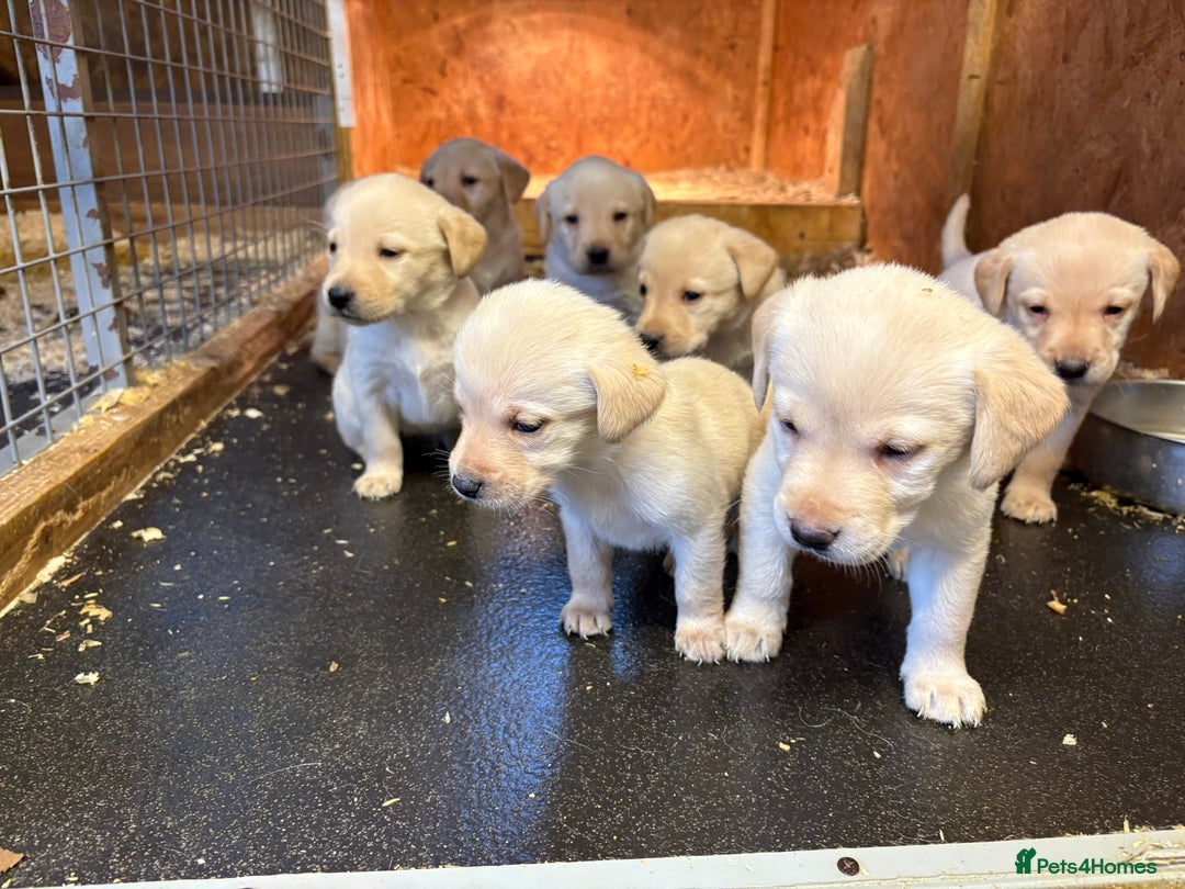 Labrador Retriever dogs for sale: Yellow Labrador puppies  - Image 4