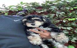 Maltipoo dogs for sale: 💙 LAST MALTIPOO BOY-READY TO LEAVE  💙 in Lincoln - Image 1