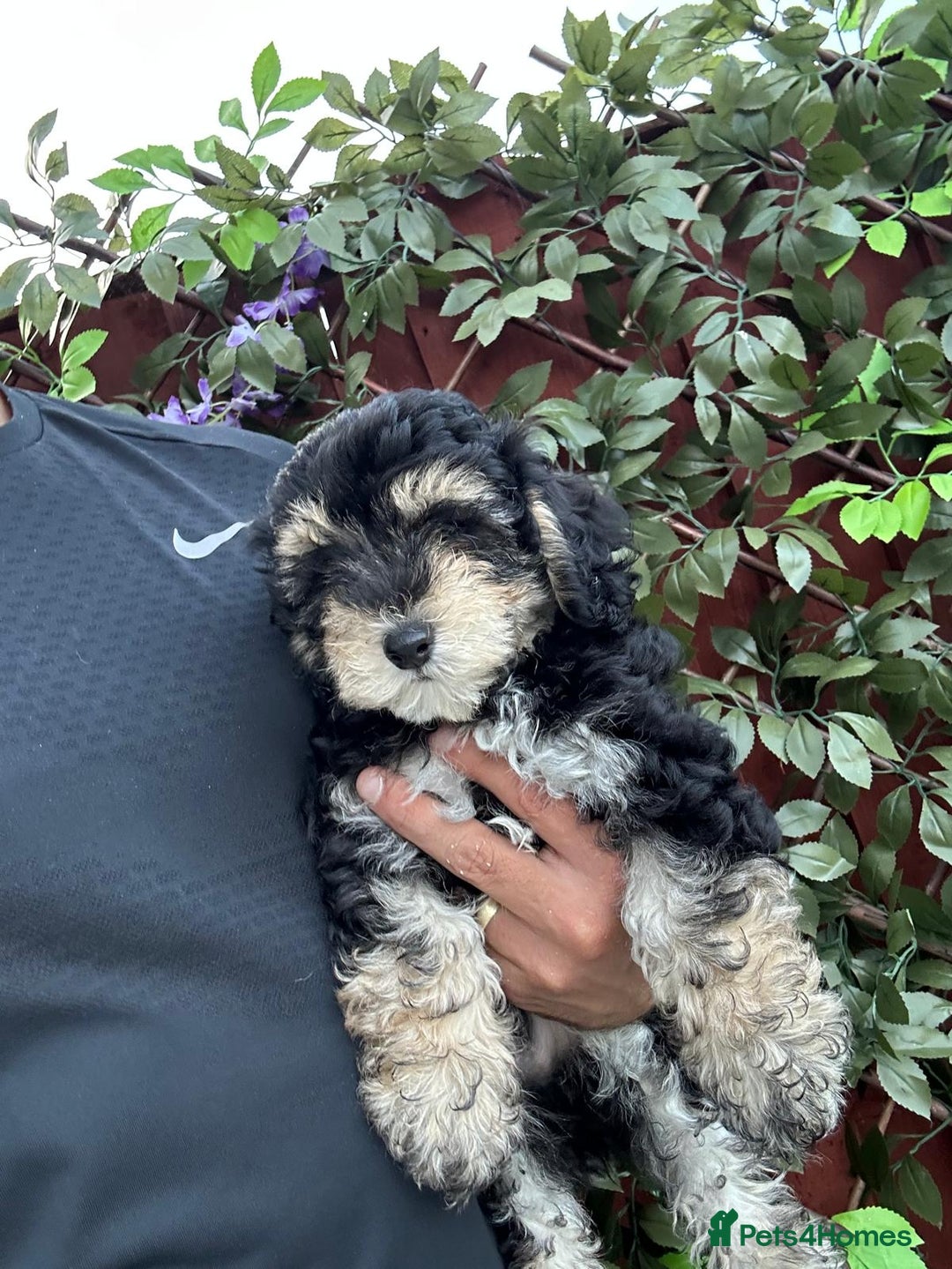 Maltipoo dogs for sale: 💙 LAST MALTIPOO BOY-READY TO LEAVE  💙 in Lincoln - Image 1
