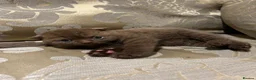 Scottish Fold cats for sale: Reg. Scottish fold - super special babies - Advert 3