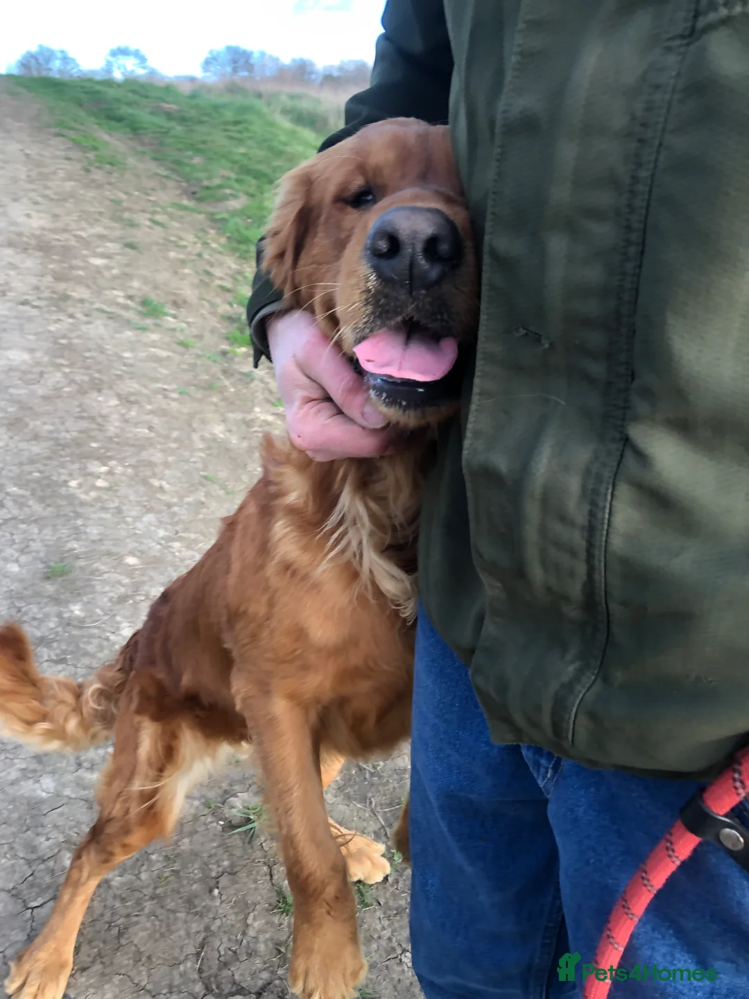 Golden Retriever dogs for sale: Ruby, Golden Retriever - Advert 2