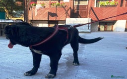 Mixed Breed dogs for adoption: Meet BLUE !  A lovely young boy, for a Loving Home - Image 39