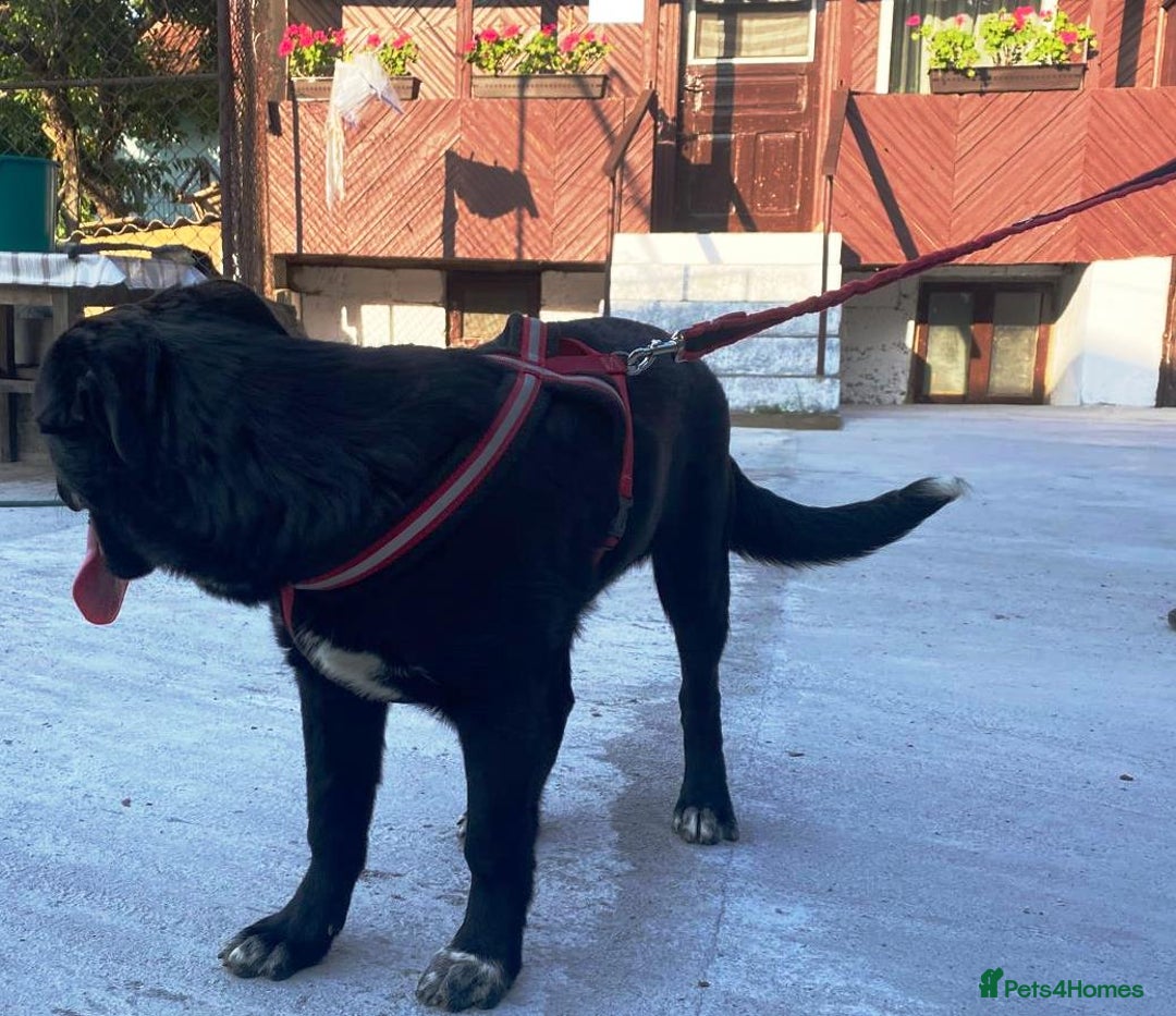 Mixed Breed dogs for adoption: Meet BLUE !  A lovely young boy, for a Loving Home - Image 39
