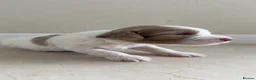 Sproodle dogs for sale: Rare Merle Sroodles  - Advert 14