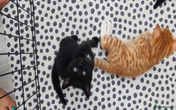 Mixed Breed cats for sale: Half ragdoll kittens for sale - Image 4