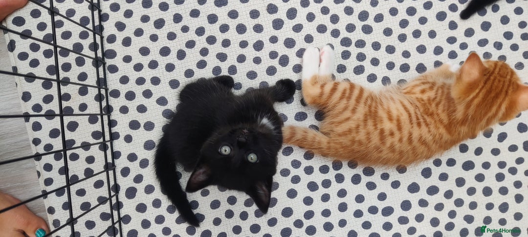 Mixed Breed cats for sale: Half ragdoll kittens for sale - Image 4