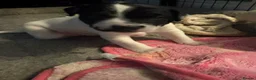 Patterjack dogs for sale: Male and Female Patterjack pups  in Rotherham - Advert 4