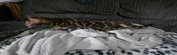 Bengal cats for sale: Pedigree brown and blue rosetted bengals - Advert 5