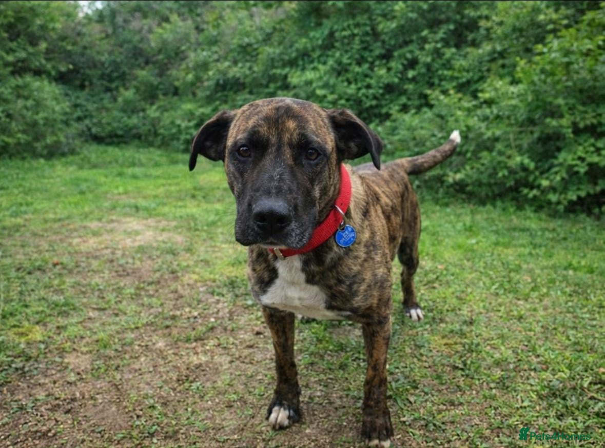 Mixed Breed dogs ‼️🚨URGENT🚨‼️ ALMA🩷🐾 Around 5 years  - Advert 1