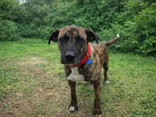 Mixed Breed dogs ‼️🚨URGENT🚨‼️ ALMA🩷🐾 Around 5 years - Advert 1