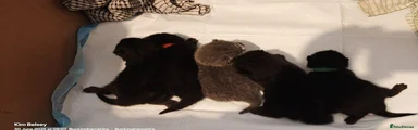 Black British Shorthair 5