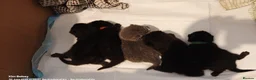 British Shorthair cats for sale: BSH GCCF reg black and blue ready to leave 18 sept - Advert 3