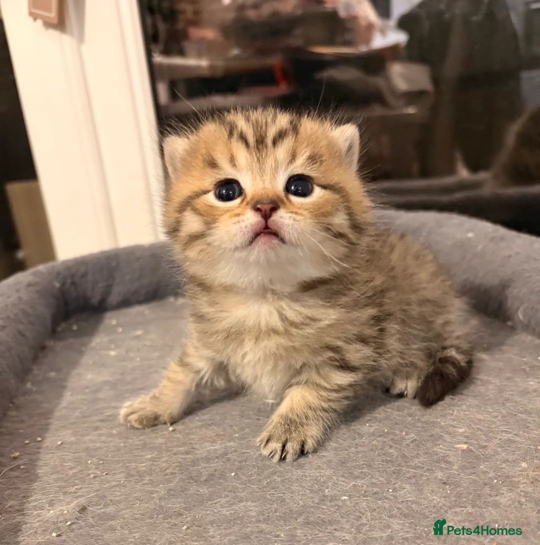 Scottish Fold cats for sale: 6 Scottish Straight Kittens 🐾 in Wimborne - Advert 1