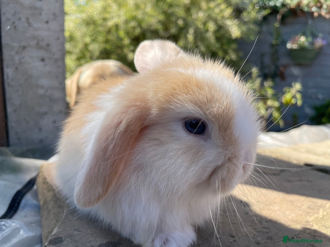 Mini Lop rabbits for sale: Mini lops ready to reserve  - Image 11