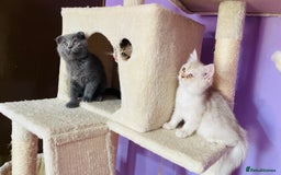 Scottish Fold cats for sale: Beautiful litter Scottish fold ready to new 🏠 ❤️ - Image 11
