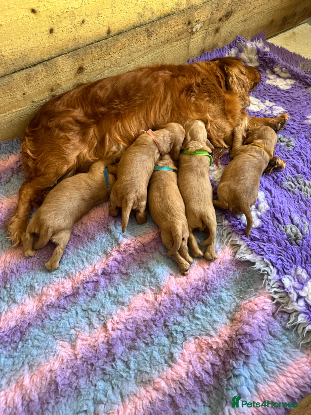 Cocker Spaniel dogs for sale: Show type cocker spaniel puppies  - Advert 2