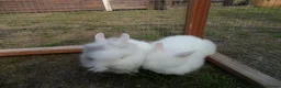 Lionhead rabbits for sale: BEAUTIFUL BABY LIONHEAD RABBITS WITH BLUE EYES - Advert 8