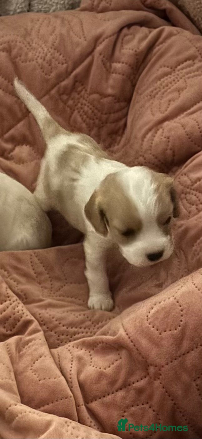 Mixed Breed dogs Mixed breed cockapoo King Charles spaniel puppies  - Advert 2