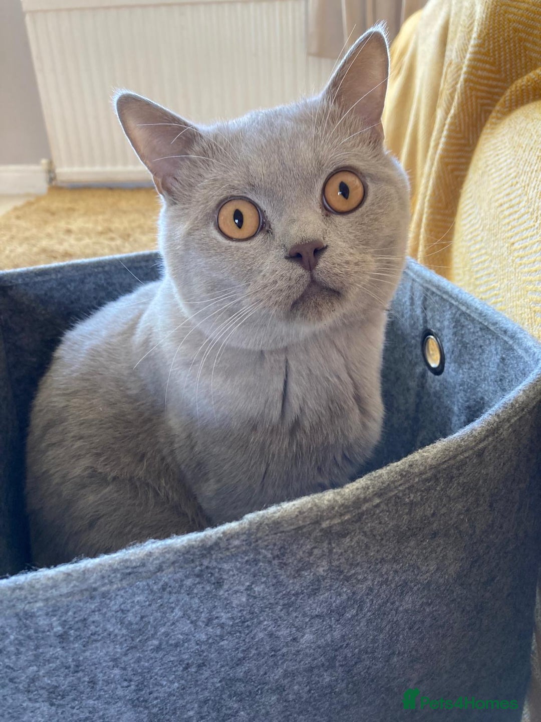 British Shorthair cats for sale: Lilac British short hair male - Advert 3