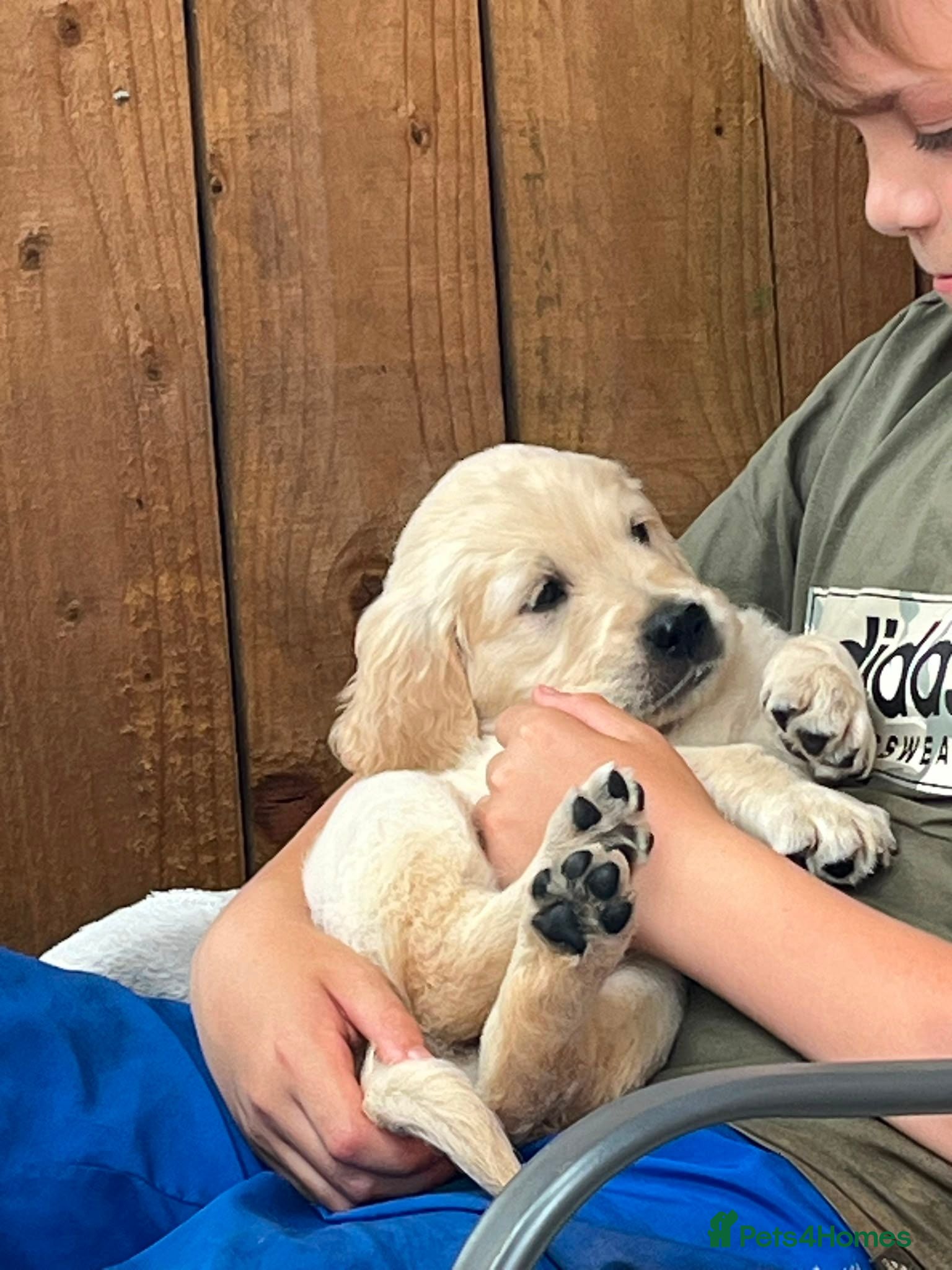 Golden Retriever dogs Ready Now Fully Vaccinated KC Vet Health Checked - Advert 1