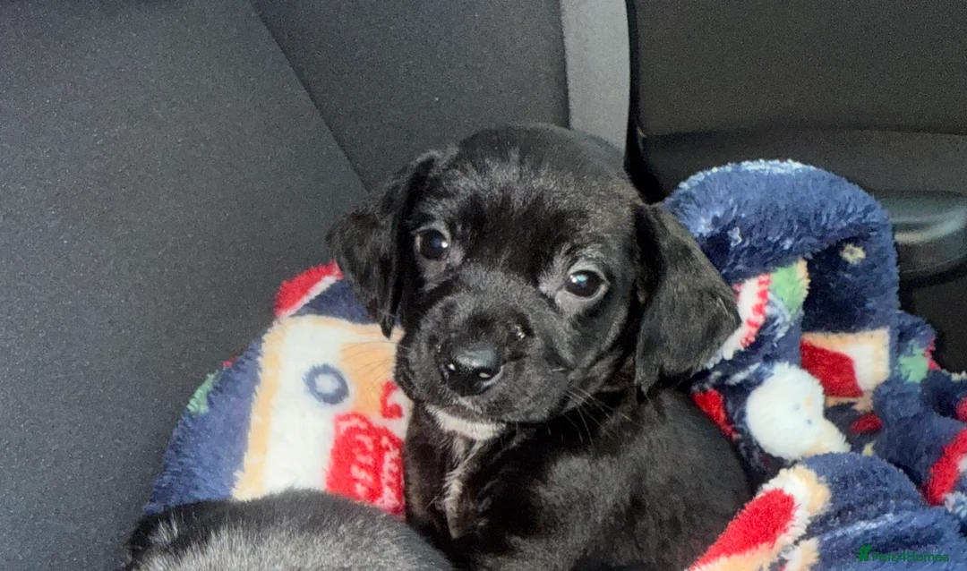 Mixed Breed dogs for sale: 2 boys 2 girls springer jacks ready now  - Advert 15