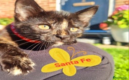 Mixed Breed cats for sale: Norwegian x pixiebob kittens mix available  - Image 12