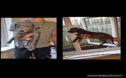 Lurcher dogs for sale: Lurcher (collie bull greyhound) pups - Image 3