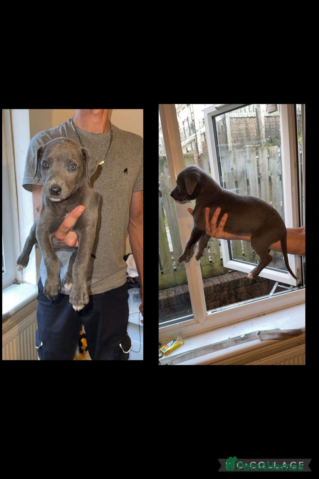 Lurcher dogs for sale: Lurcher (collie bull greyhound) pups - Image 3