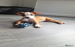American Bulldog dogs for sale: American bulldog Arlo  - Image 11
