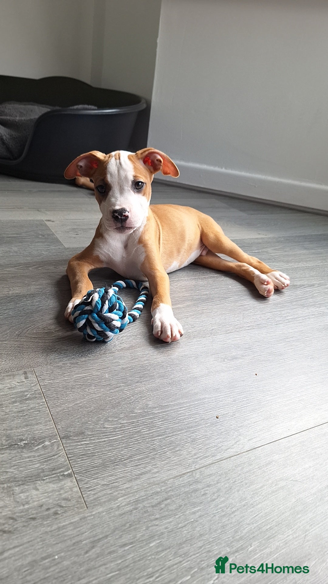 American Bulldog dogs for sale: American bulldog Arlo  - Image 11