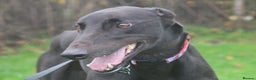 Greyhound dogs for adoption: Beautiful gentle greyhound neutered for adoption  - Advert 2