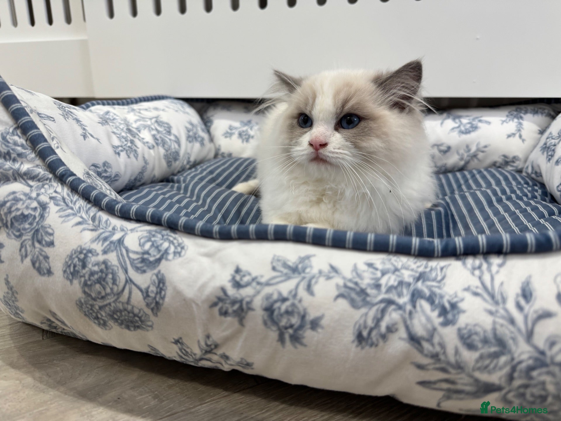 Ragdoll cats Chunky fluffy babies Available. - Advert 7