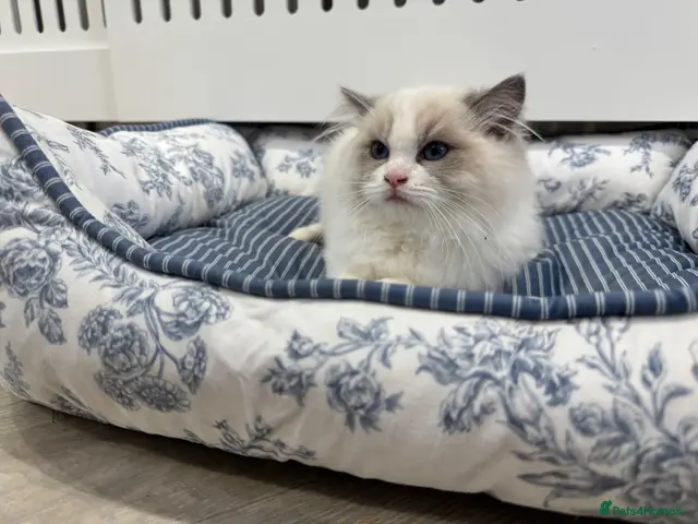 Ragdoll cats Chunky fluffy babies Available. - Advert 7