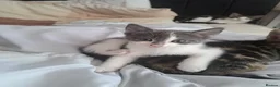 Mixed Breed cats for sale: 7 adorable kittens ready for a new home - Advert 24