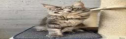 Maine Coon cats for sale: TICA Registered Pedigree Blue Silver Maine Coon - Advert 8